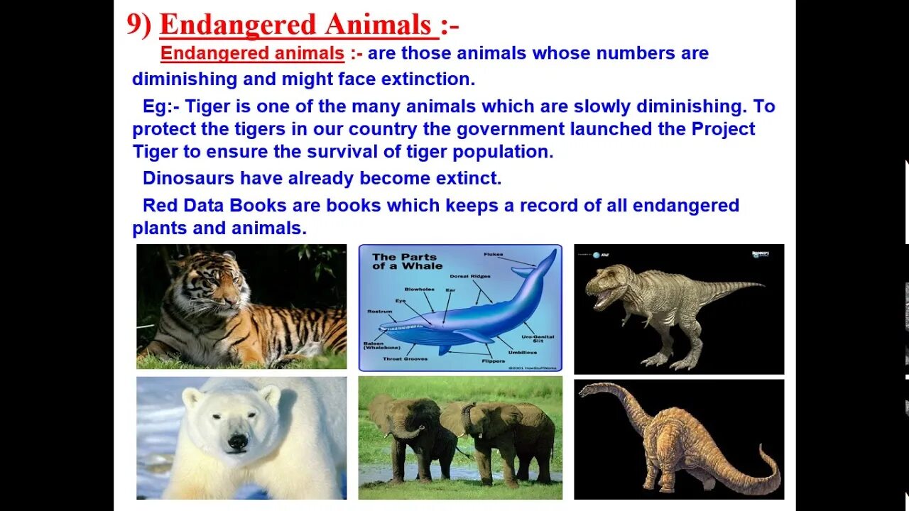 Extinct endangered animals. Endangered animals and plants. исчезающие виды животных на английском. endangered species of animals and plants. endangered animals topic.