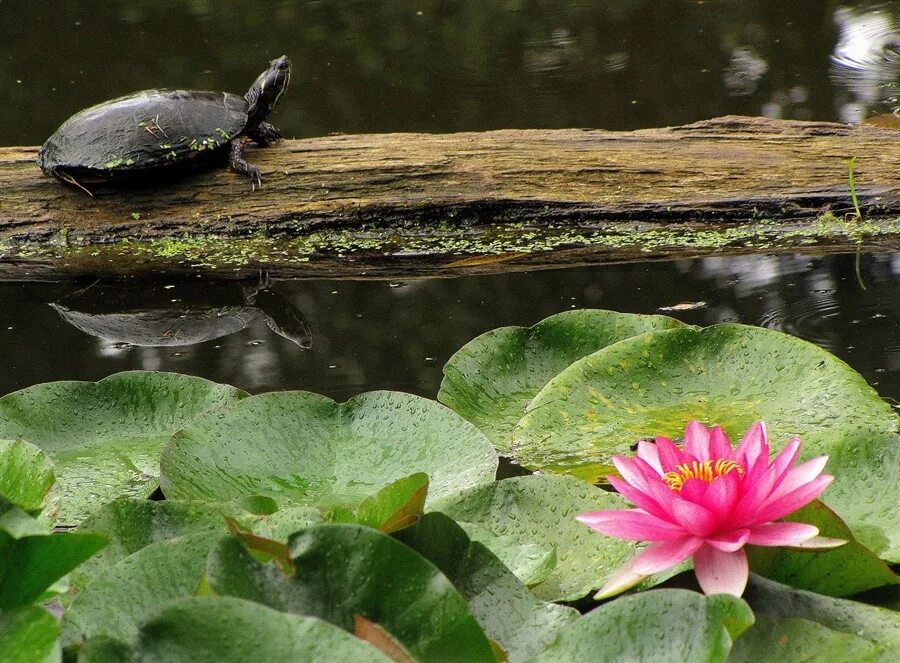 Луизиана фауна. Птицы водоемов. Водоплавающие жители водоема. Лягушка прудовая паротиды. Прудовые черепахи.