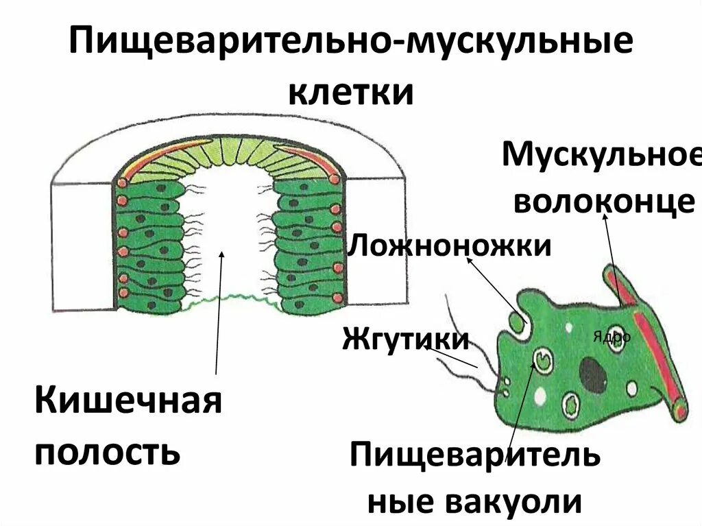 Кожно мускульные клетки. Пищеварительно мускульные клетки гидры. Пищеварительно мускульные клетки кишечнополостных. Строение пищеварительной мускульной клетки. Пищеварительно мускульные клетки энтодермы.