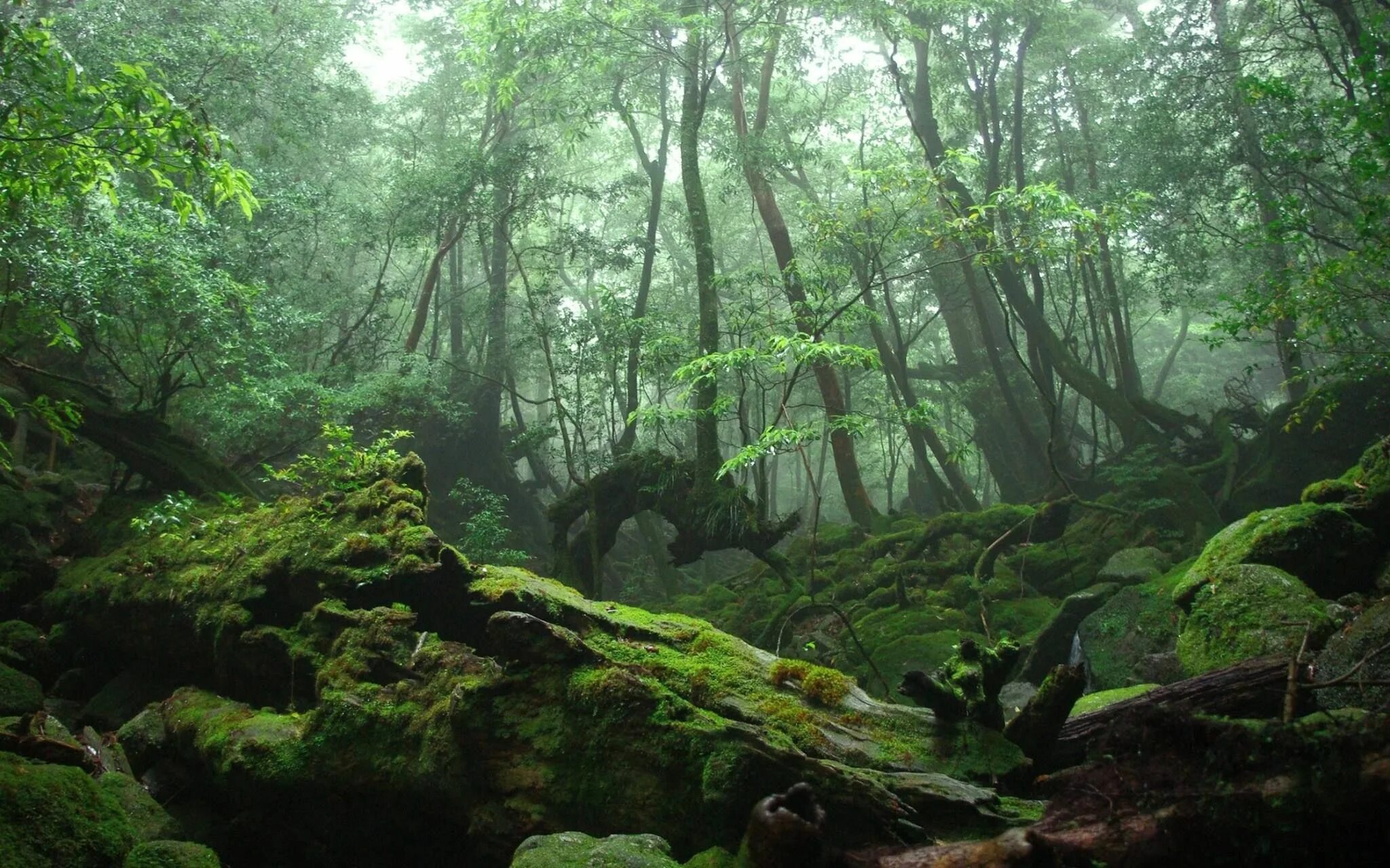 Dense forest