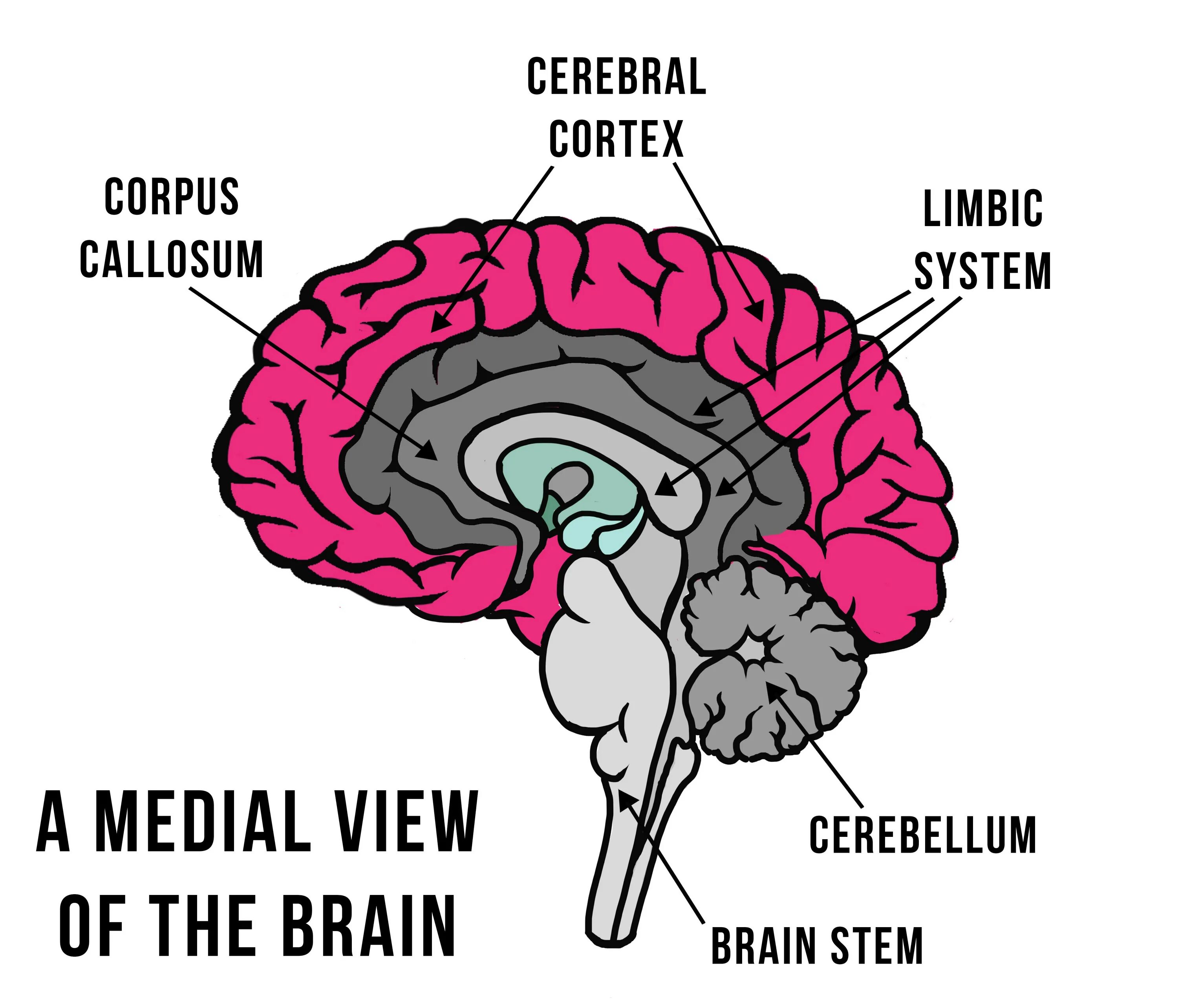 Нервная система головной мозг тест. Limbic cortex. limbic system of the brain. cerebral cortex. средний мозг нейроанатомия рисунок.