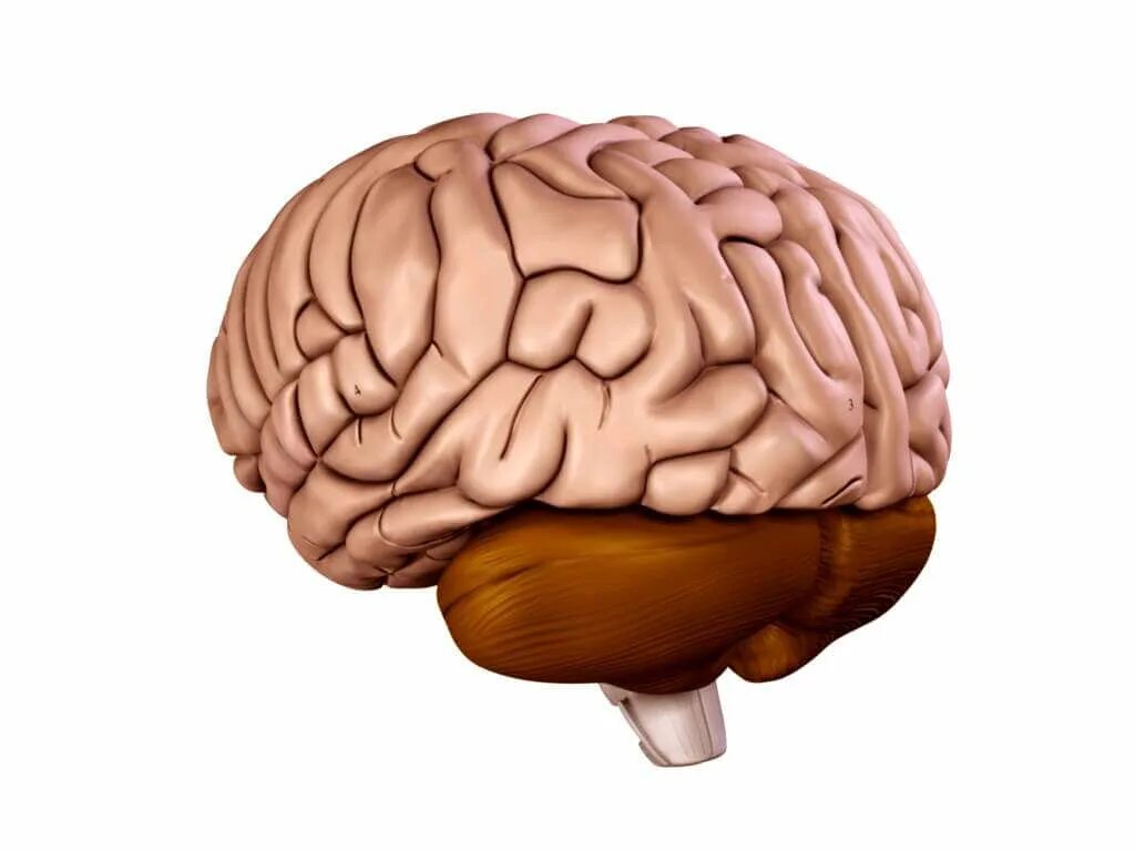 7 3 brain. Brain 3d model Mesh.