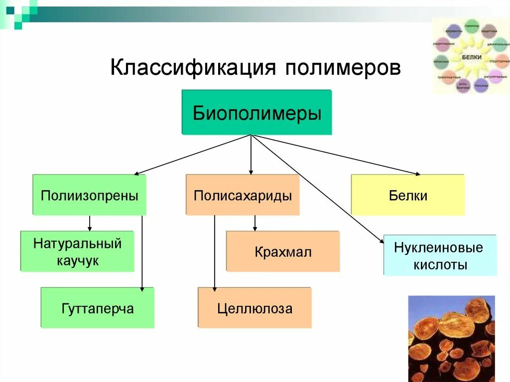 1 природным полимером является