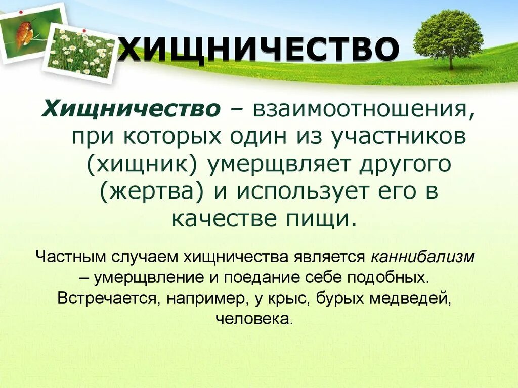 Экология отношения организмов. Биотические факторы презентация. Биотические факторы хищничество. Биологические факторы хищничество. Экологические взаимоотношения хищничество.