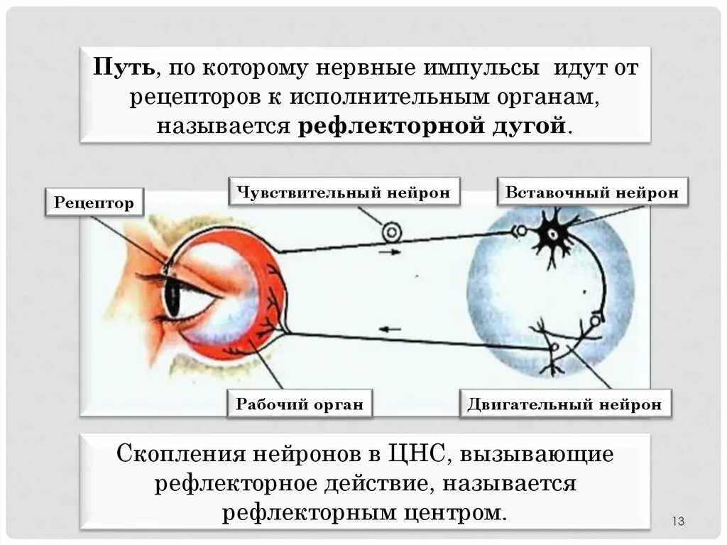 Получение мигательного рефлекса. Строение рефлекторной дуги мигательного рефлекса. Схема рефлекторной дуги мигательного рефлекса. Мигательный рефлекс физиология дуга. Нервные импульсы от рецепторов.