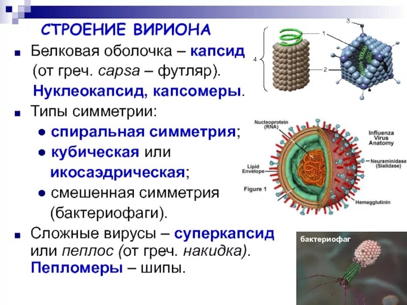 Белковый капсид. Икосаэдральный нуклеокапсид это. Капсид и нуклеокапсид. Вирион нуклеокапсид. Нуклеокапсид вируса функция микробиологии.