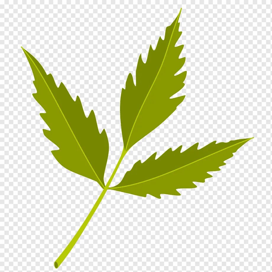 Лист комп. Neem tree вектор. листья иллюстрация. острые листья вектор. масло листьев вектор.