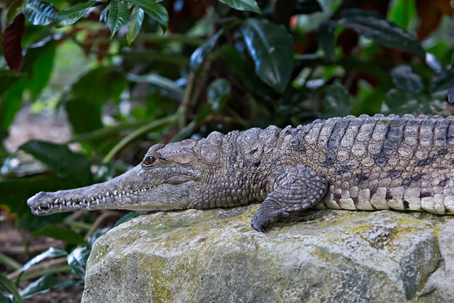 Африканский узкорылый крокодил (crocodylus cataphractus). Африканский узкорылый крокодил. Африканский узкорылый крокодил. Австралийский узкорылый крокодил или крокодил джонстона. Узкорылый крокодил в австралии.