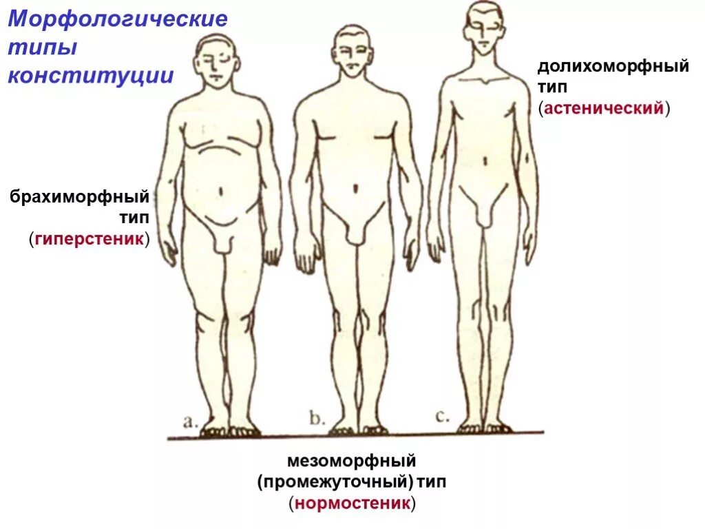 Половой организм мужчины. Конституция. Морфологические типы Конституции. Типы Конституции тела человека астеник. Типы телосложения человека брахиморфный. Морфологические типы Конституции человека.