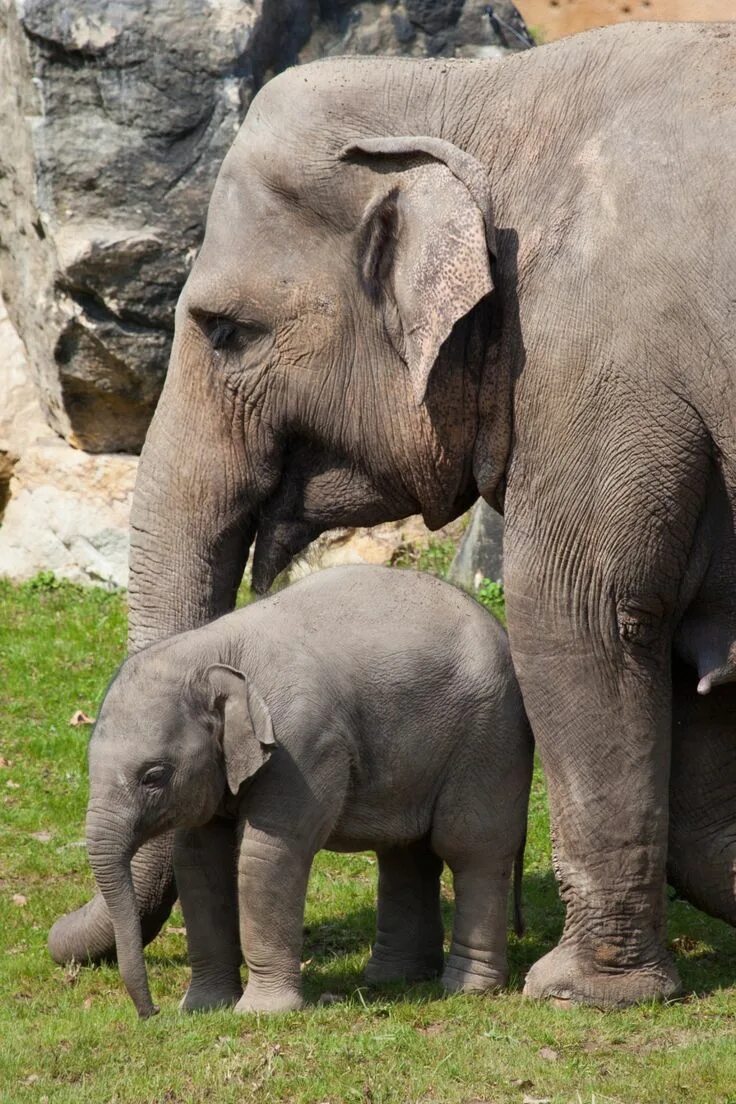 Sister elephant. Слоненок. Маленький Слоник. Маленькие слоны. Детеныши слонов.