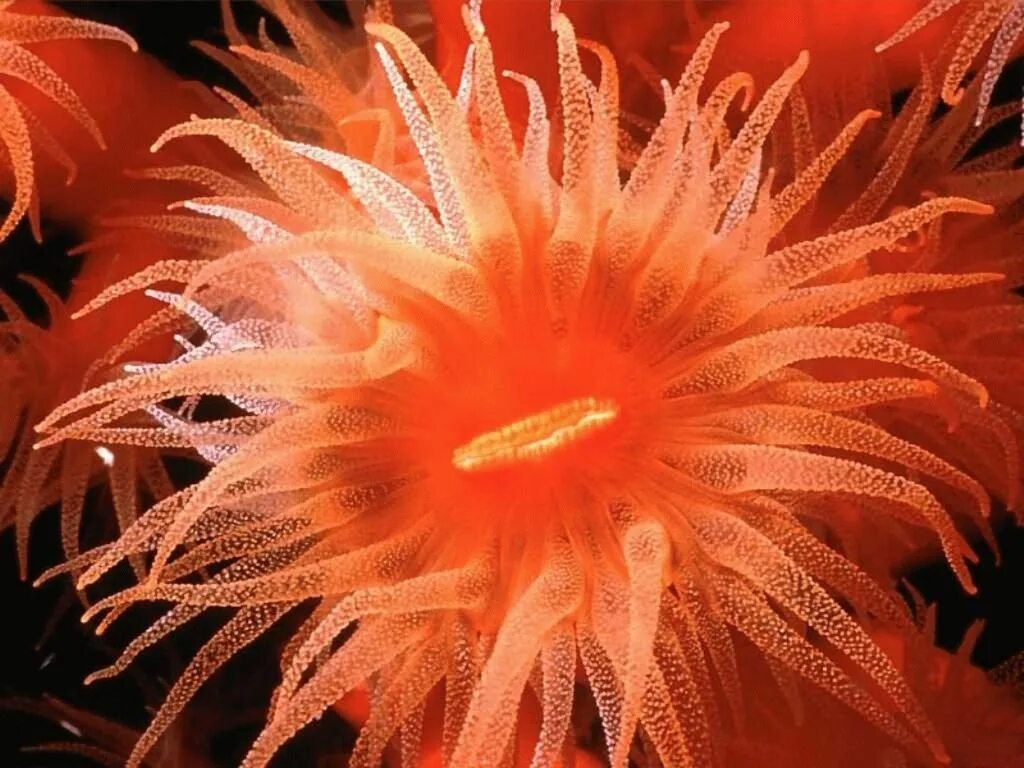 Актиния кишечнополостные. Актинию красную. Актиния морская гвоздика. Коралловые полипы красный коралл. Актиния красная пузырчатая квадриколор.