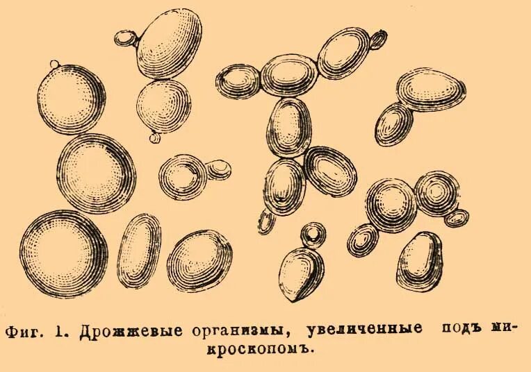 Дрожжевые грибки в Кале микроскопия. Микроскопия кала дрожжи. Микроскопия кала дрожжевые грибы. Споры дрожжевых грибов в Кале. Грибы в копрограмме у взрослого