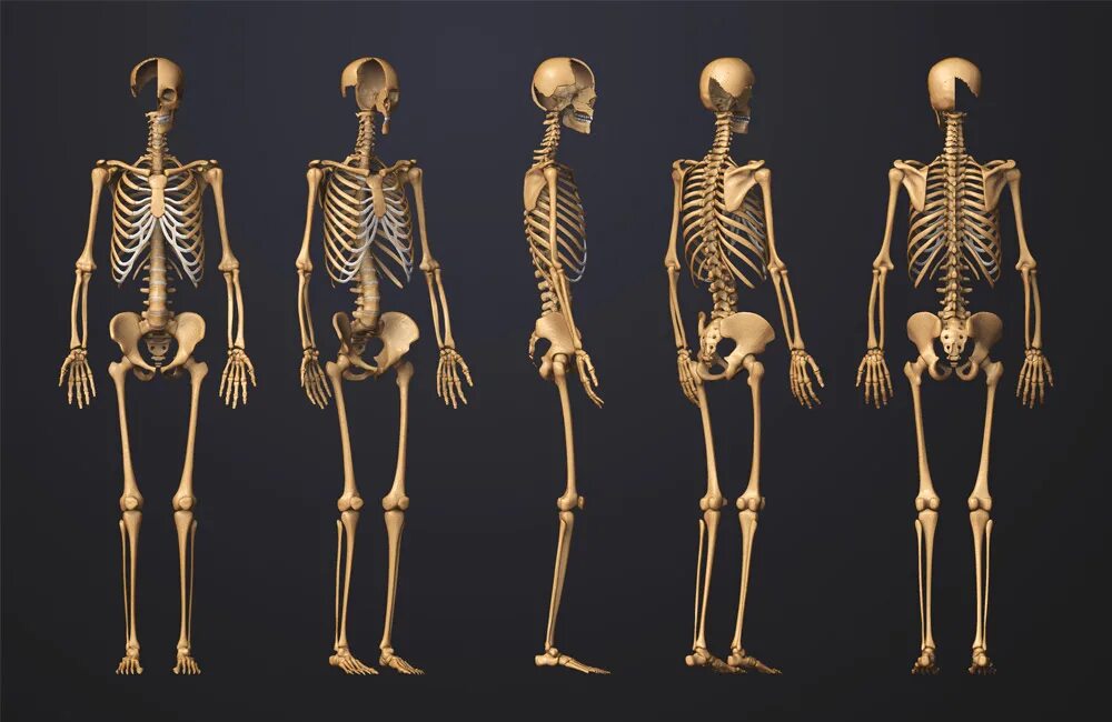 Человеческие кости. Скелет. Скелет человека. Скелет 3д.