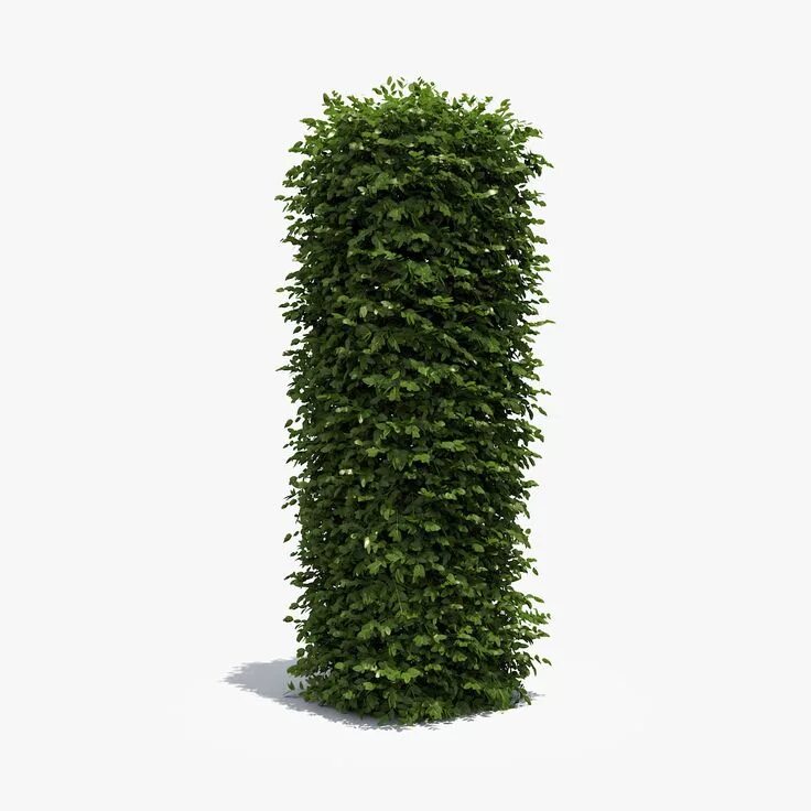 Самшит Живая изгородь. Hedge Topiary Bush. Самшит 3d модель Revit. Кусты прямоугольные.