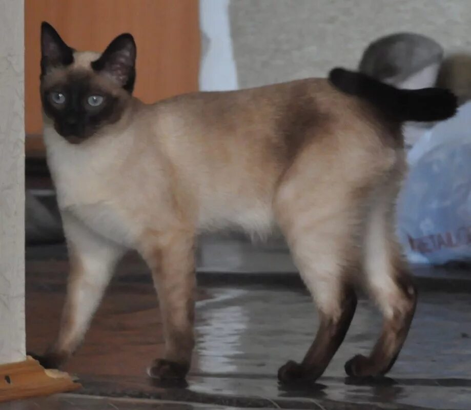 тайская кошка блю пойнт. сиамская и тайская кошка. кошка потемнела. сиамская кошка сил-пойнт. кошка потемнела.