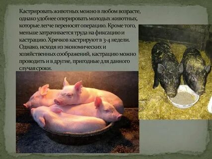 Сколько по времени длится кастрация