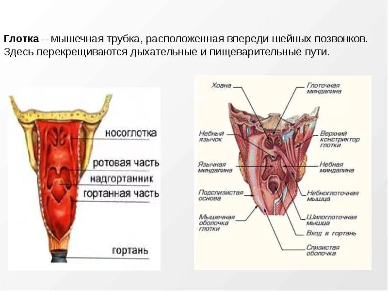 Строение стенки глотки анатомия оболочки. Глотка строение анатомия латинский. Глотка строение стенки мышцы глотки. Строение полости глотки. Глотка слои