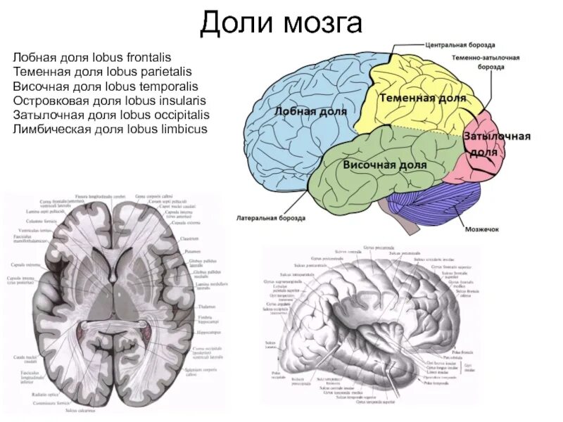 Доли конечного мозга анатомия.