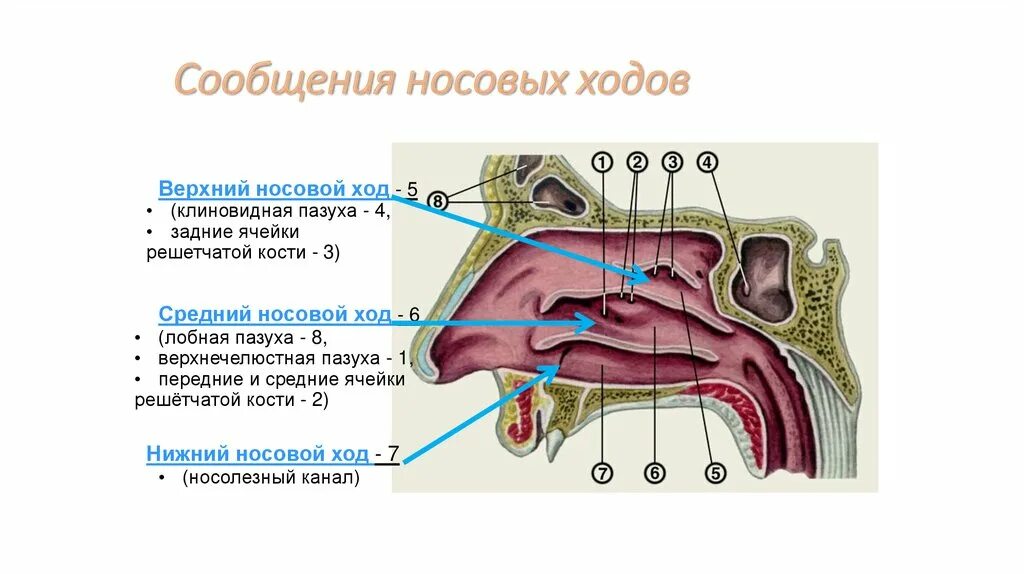 Пазухи носовой полости анатомия. Носовая полость носовые раковины. Раковины и ходы носовые носовые анатомия. Верхняя и средняя носовые раковины решетчатой кости.