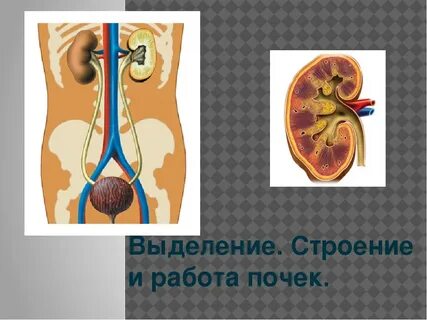 Строение работы почек