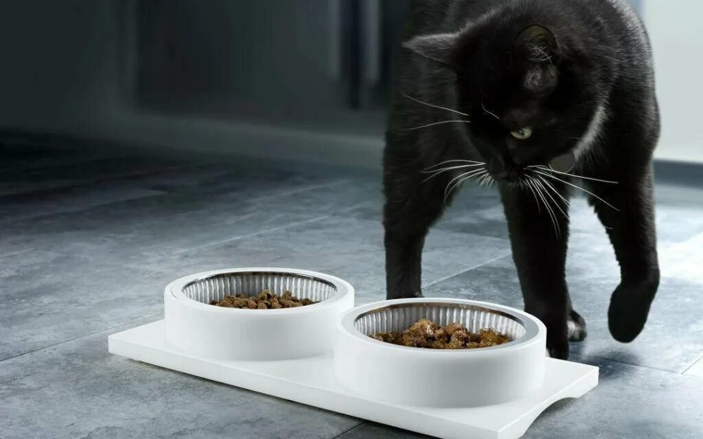 Почему кот закапывает миску с едой. Миска для кота. котик с миской. кошка возле миски. кошка ест с миски.