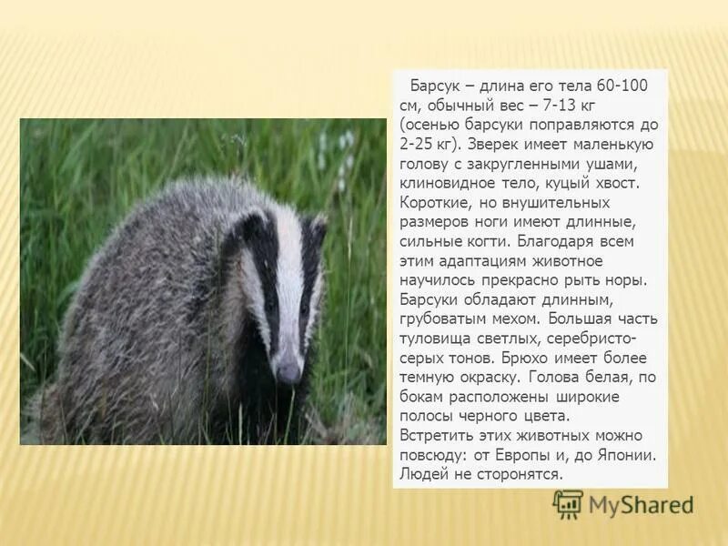 Барсук доклад. Барсук презентация. Приспособления барсука. Барсук содержание. Рассказ про барсука.