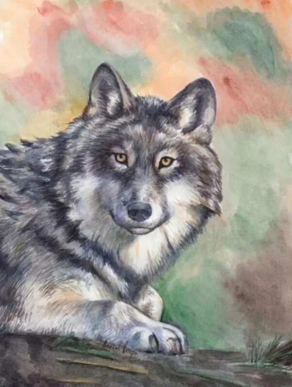 Картинки волка рисунки. Волк гуашью. Рисунки Волков. Волк рисунок гуашью. Фото нарисованного волка.
