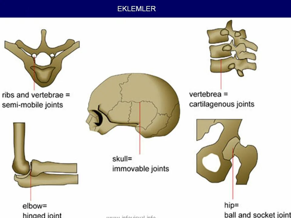 Human join. Eklemler. types of joints. joints in human. intervertebral joints.