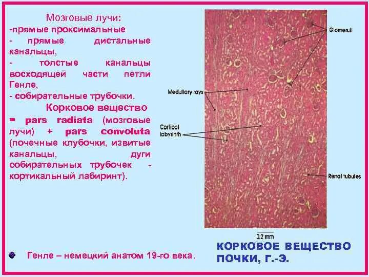 Почках и в головном мозге. Мозговые лучи. Мозговое вещество почки. Мозговые лучи почки. Мозговое вещество почки препарат.