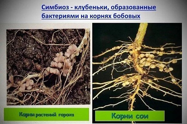 Азотфиксирующие бактерии на корнях. Корневые клубеньки бобовых растений. Клубеньковые симбиотические бактерии обитают. Азотфиксирующие бактерии симбионты. Клубенек гороха