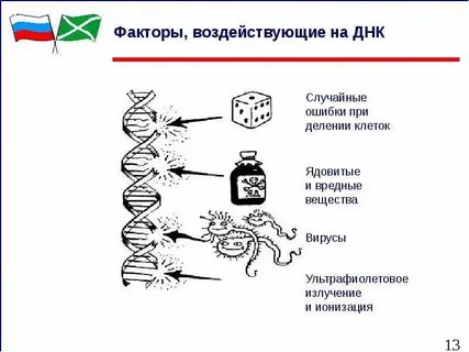 Влияние на днк