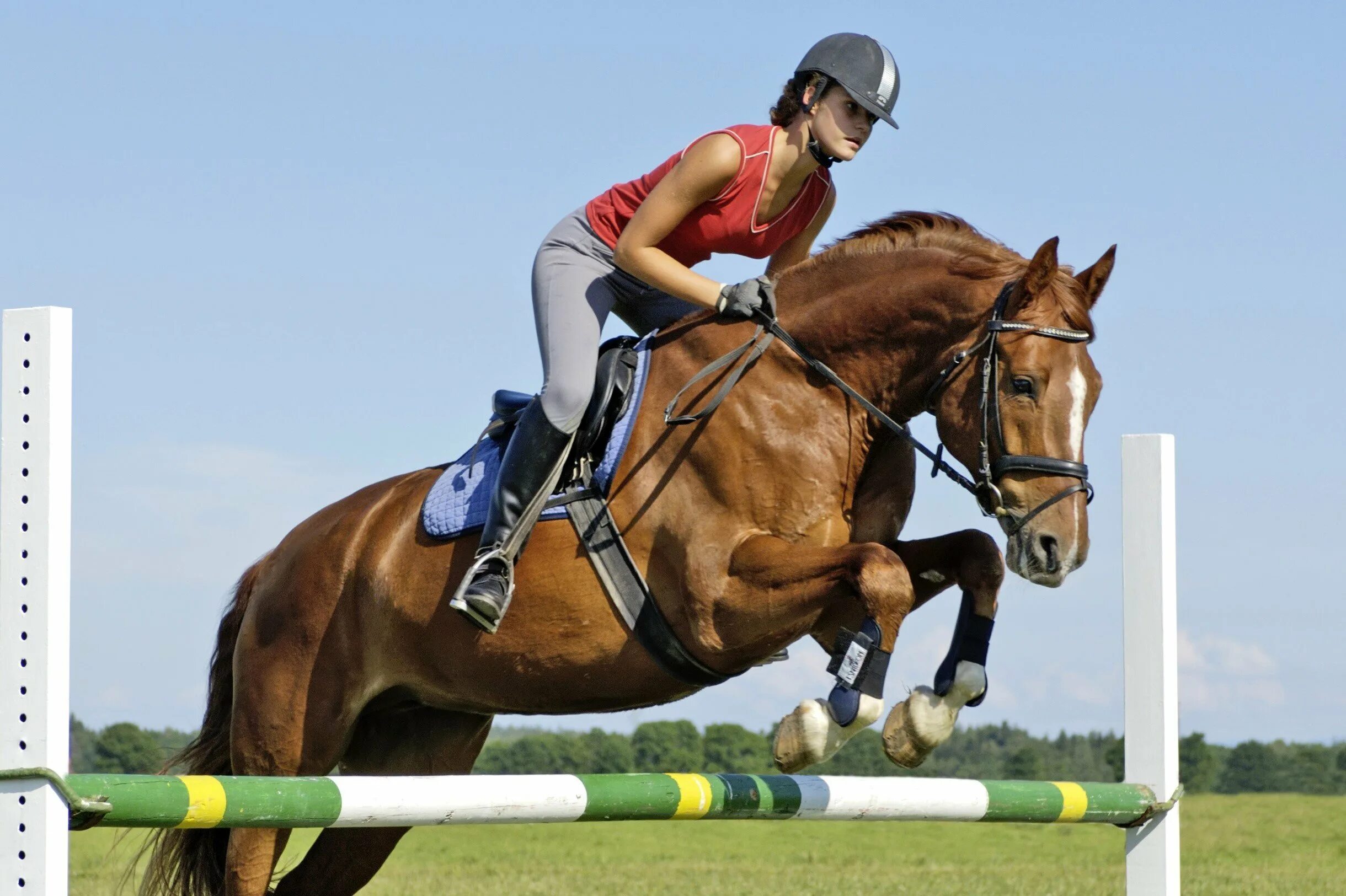 Конкурс кон. Эквестриан конный спорт. Лошадь прыгает. Лошади конный спорт. Конный спорт спортсмены.