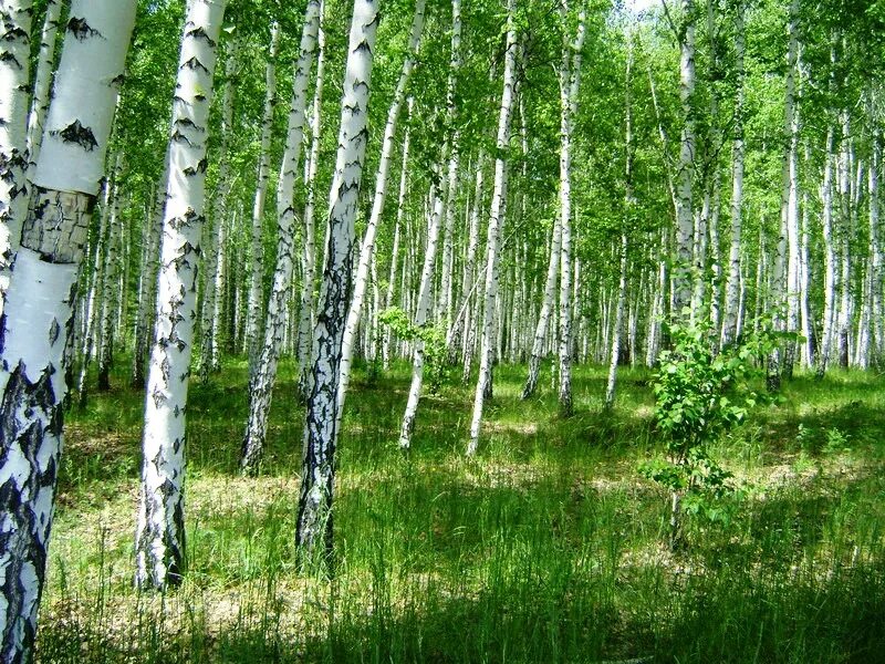 Березовый лес льговский район. Березовая роща недвижимость. Березовая роща недвижимость. Лесная усадьба сосновка. Березовая роща кострома.