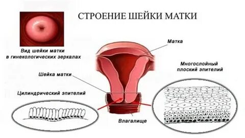 Кишечная цервикальный канал