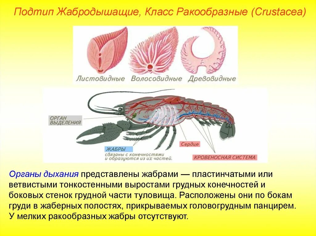 Дыхательная система система ракообразных. Характеристика дыхательной системы ракообразных. Дыхательная система ракообразных 7 класс биология. Дыхательные лепестки ракообразных. Дыхательная система ракообразных схема.