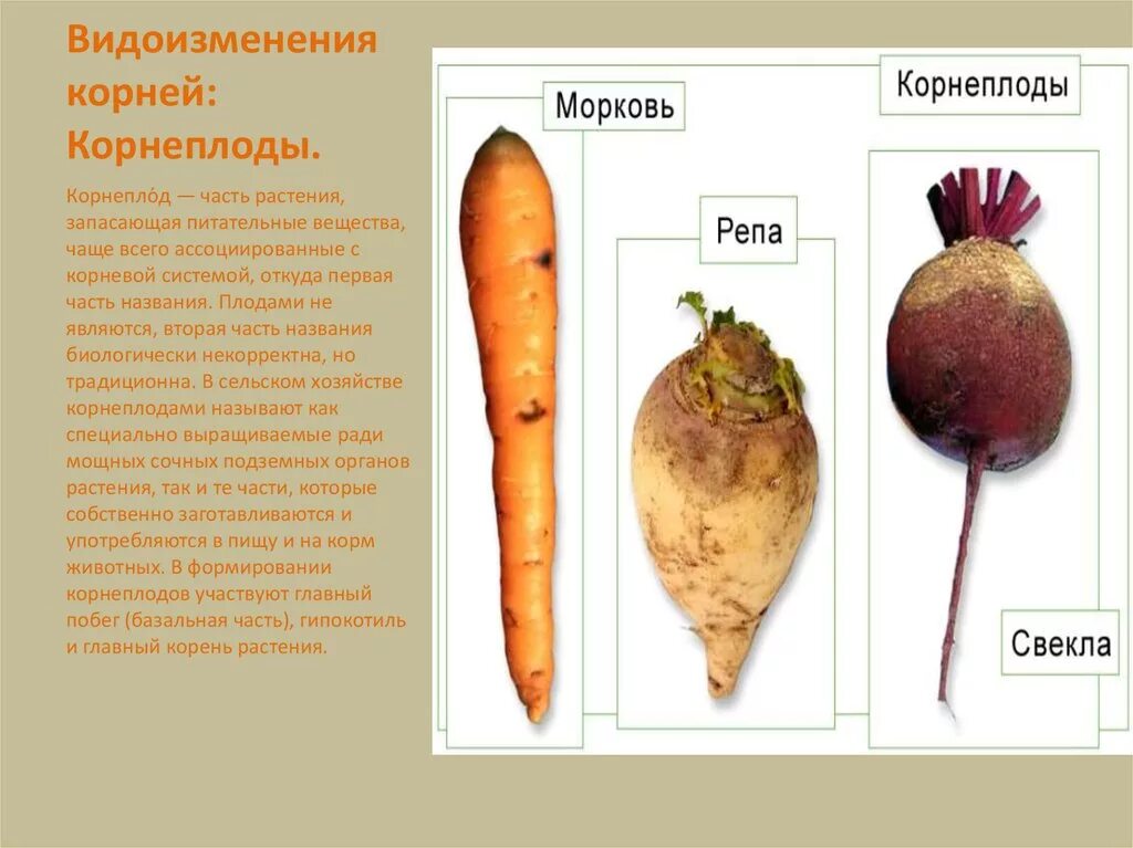 Морковь видоизмененный корень