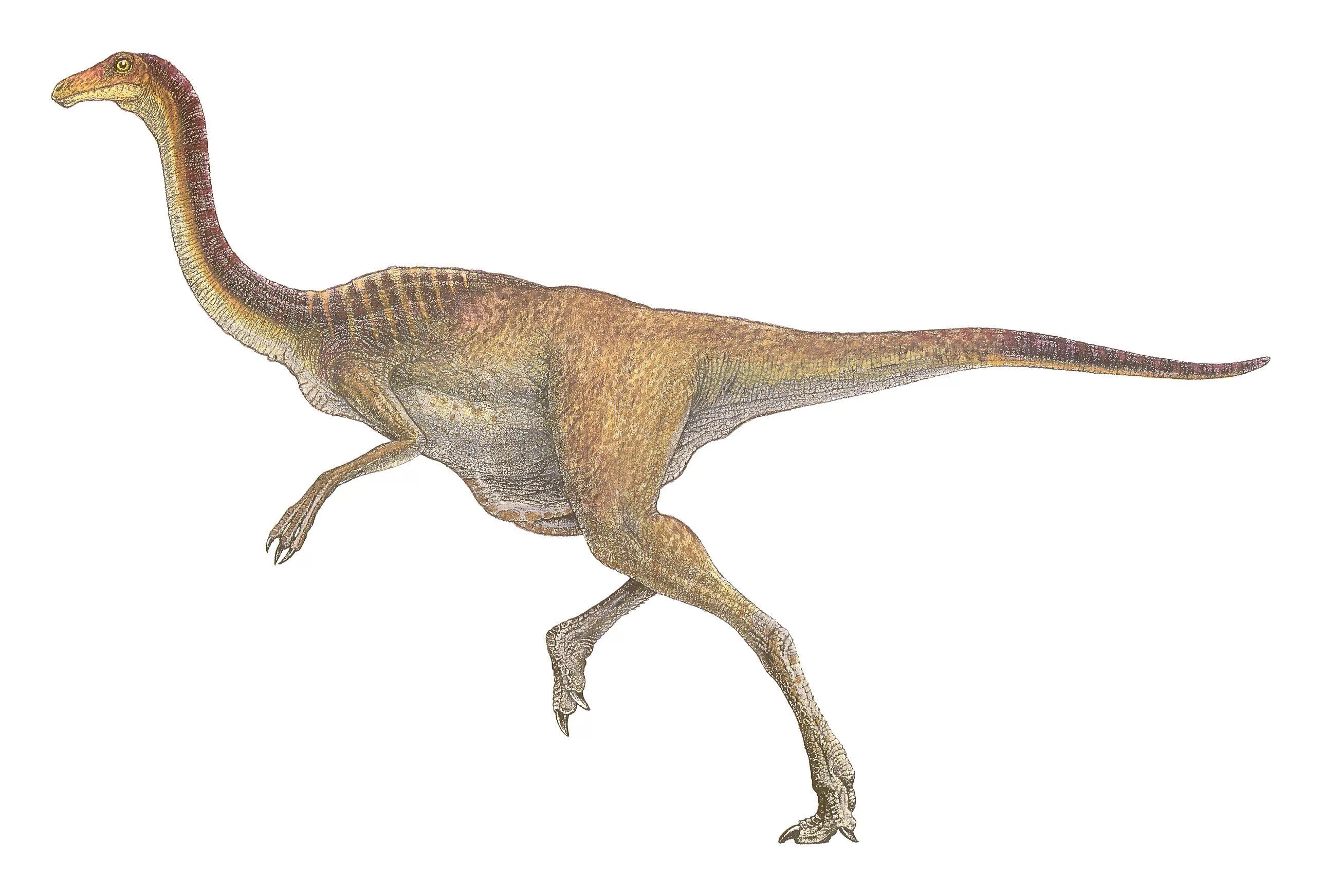 Lamellae gallimimus. Галлимимус струтиомим. Галлимим парк юрского периода. Самого быстрого динозавра. Компсогнат парк юрского периода.