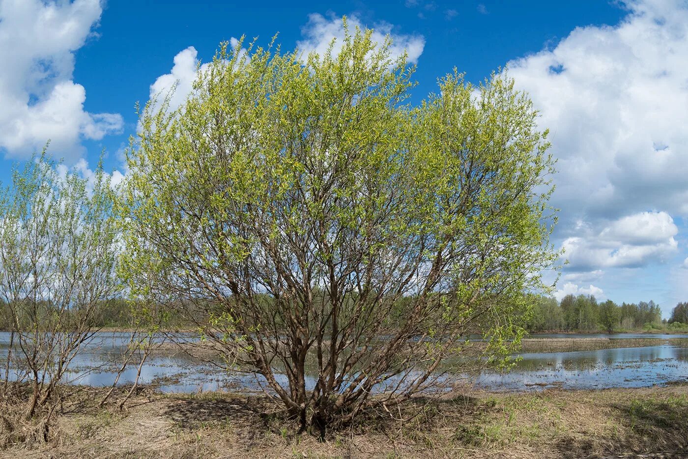 Кустарник растет по берегам рек