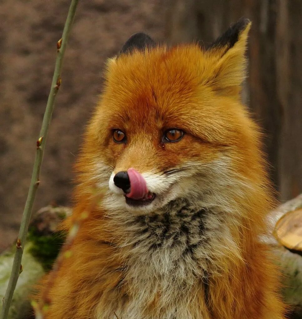 Лиса подмигивает. Хитрющий тип 3 буквы. Хитрый лис. Хитрющий тип 3 буквы. Хитрющий тип 3 буквы.