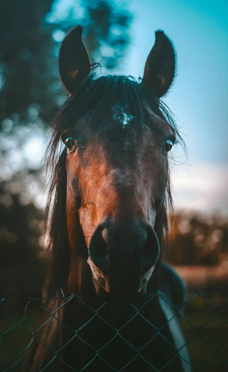 Обои на рабочий стол лошади. Horse download. Картинки для компьютера лошади. Картинки на рабочий стол кони. Horse download.