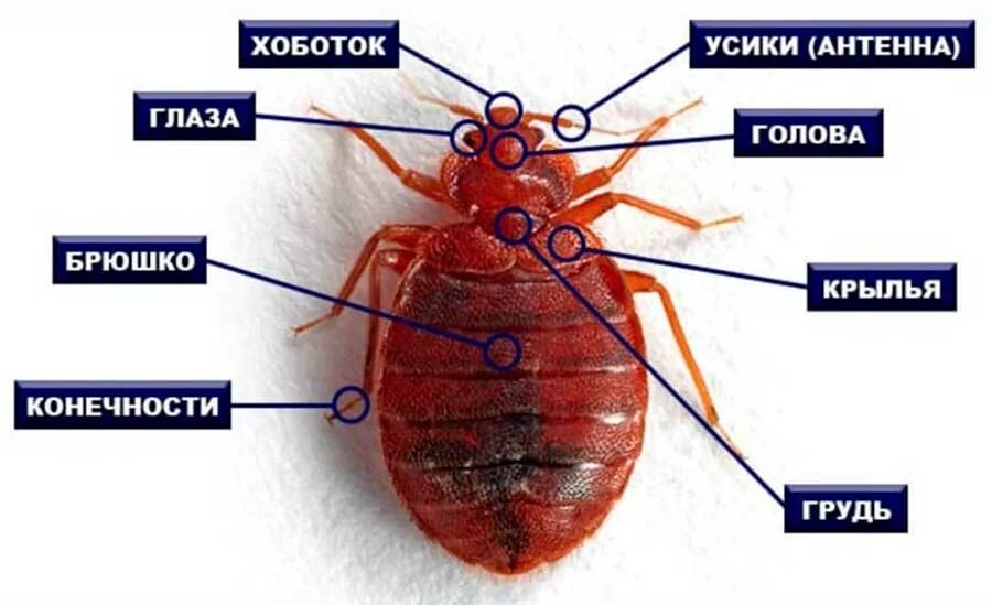 Внешнее строение клопа. Постельный клоп строение. структура постельного клопа. внешнее строение постельного клопа. строение постельных клопов.