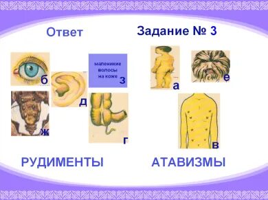 Стадии развития племен