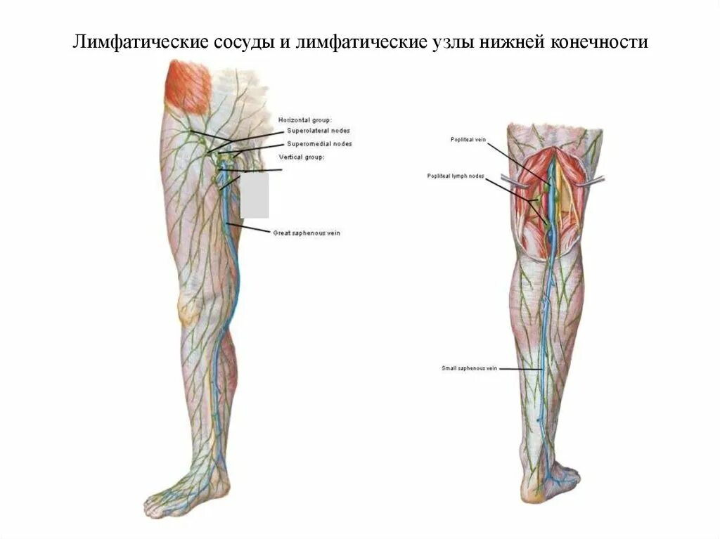 Поверхностные паховые лимфатические узлы. Паховые лимфоузлы расположение схема. Паховые лимфоузлы нижних конечностей. Бедренные и паховые лимфатические узлы. Лимфоузлы на ногах где