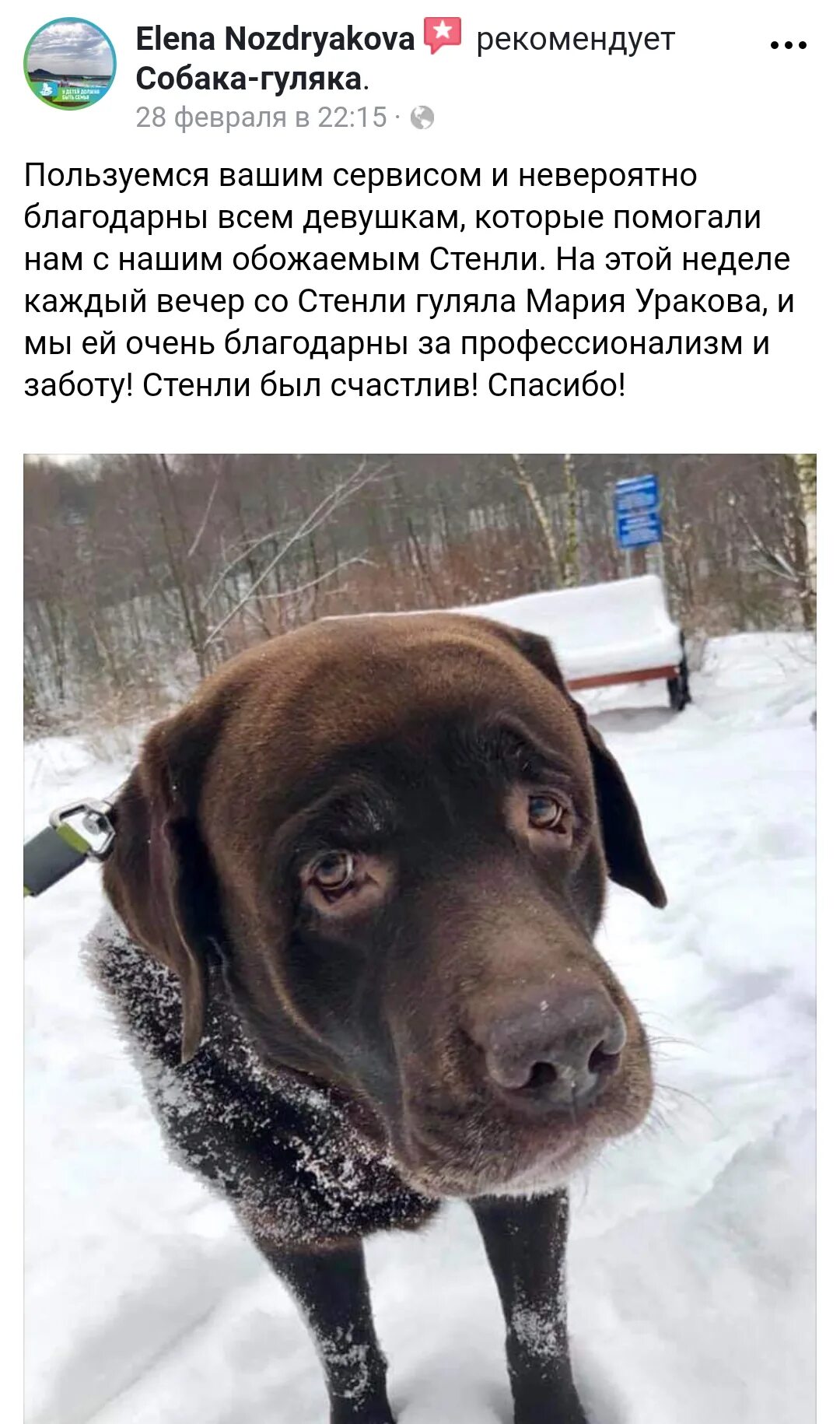 Объявление выгул собак. Объявление по выгулу собак. выгул собак объявление. объявления с выгуливание собак. выгул собак реклама.