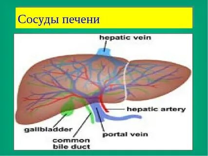 Что означает сосудистая печень