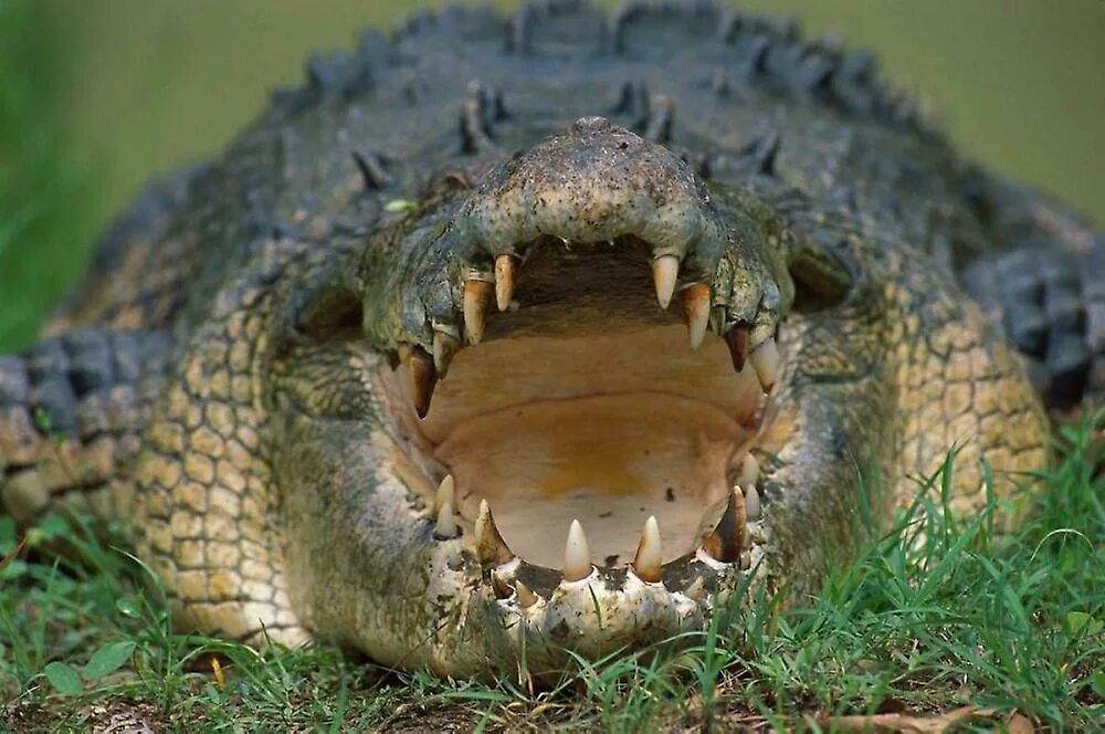 Гребнистый крокодил. Гребнистый крокодил зубы. Крокодил рычит. Пасть аллигатора. Белый миссисипский аллигатор.