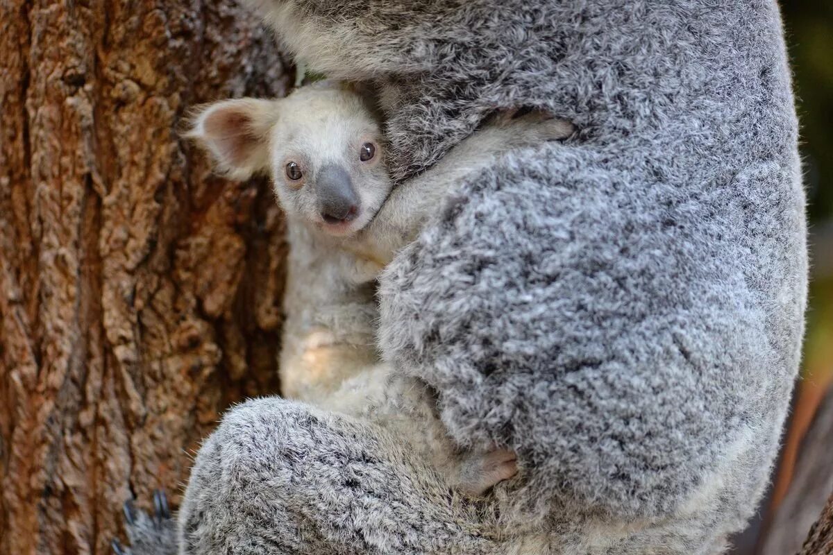 Коала цвет. Коала. Коала в Австралии. Шерсть коалы. Окрас коалы.