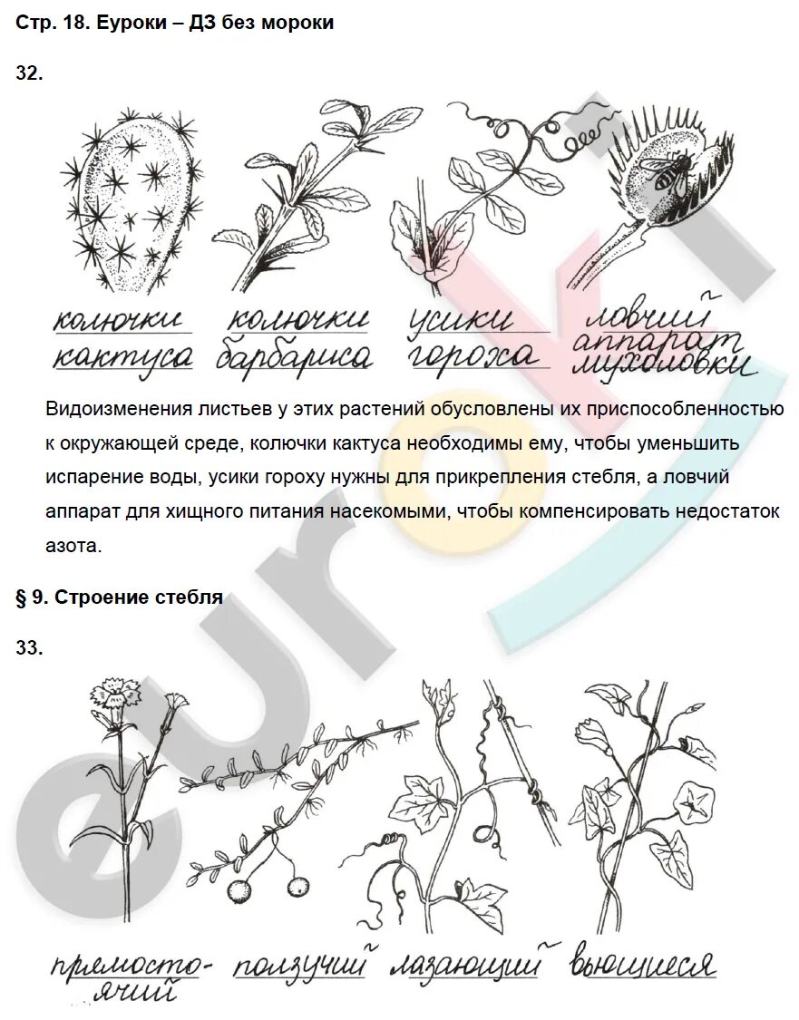 Используя рисунки в тексте параграфа установите. Биология 6 класс рабочая тетрадь Пасечник гдз ответы стр7. Биология 6 класс тетрадь Пасечник. Биология 6 класс рабочая тетрадь Пасечник гдз ответы. Биология 6 класс задания.