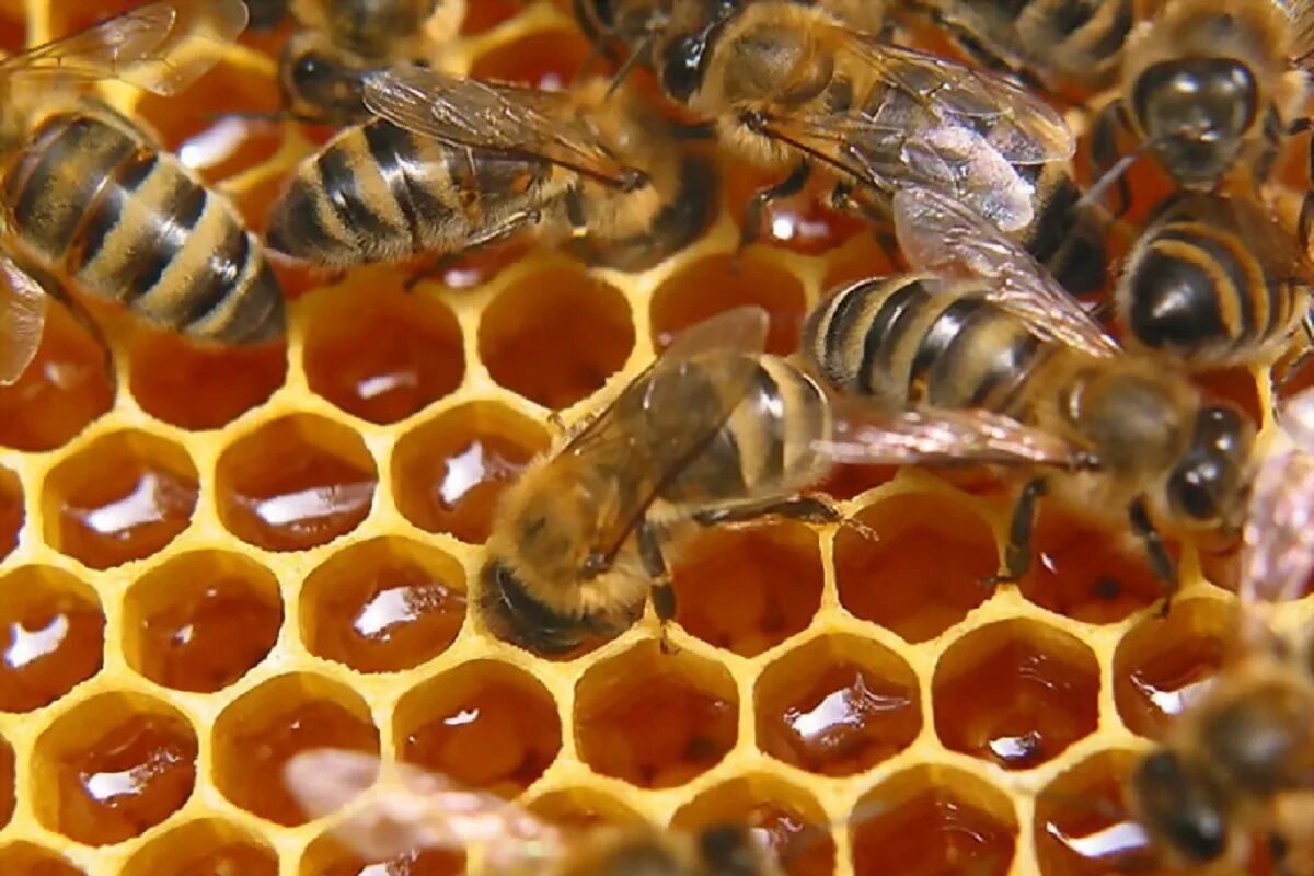 Пчела. Пчелы и мед. Пчеловодство. Пчелиные соты с медом. Мед пчелы пасека