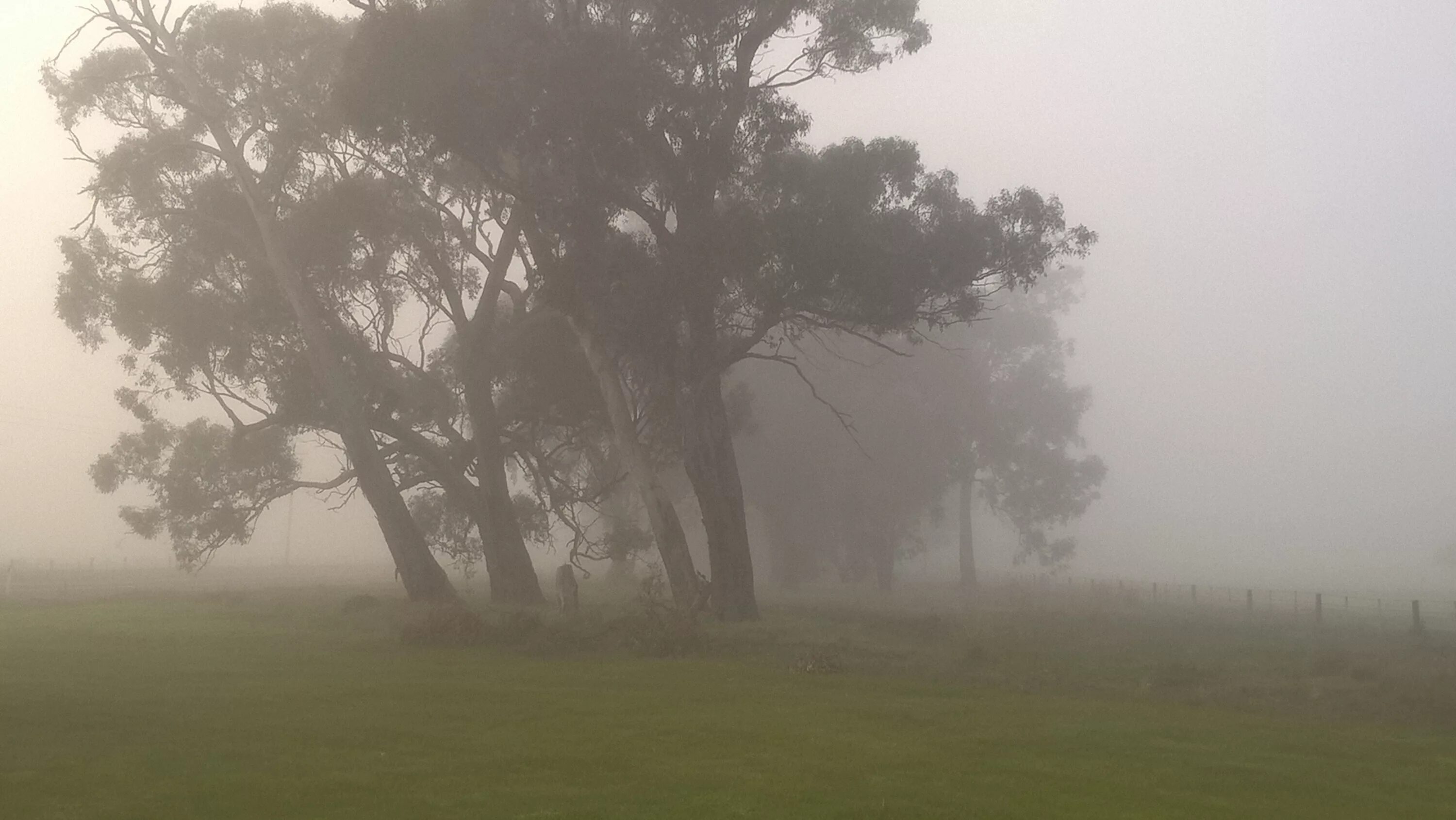 Мгла (в авиационной метеорологии). Асафатов - туман. Мгла явление природы. Туман явление природы.